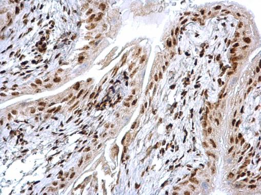 Immunohistochemistry (Formalin/PFA-fixed paraffin-embedded sections) - Anti-HMGB1 antibody - N-terminal (ab228624), expandable thumbnail