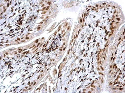 Immunohistochemistry (Formalin/PFA-fixed paraffin-embedded sections) - Anti-HMGB1 antibody - N-terminal (AB228624)