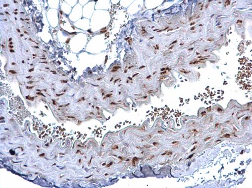 Immunohistochemistry (Formalin/PFA-fixed paraffin-embedded sections) - Anti-HMGB1 antibody - N-terminal (ab228624), expandable thumbnail