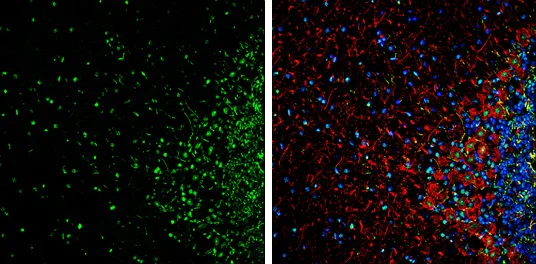 Immunohistochemistry (Frozen sections) - Anti-HMGB1 antibody - N-terminal (AB228624)