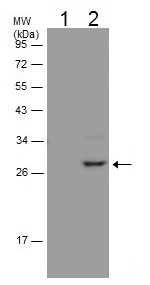 Immunoprecipitation - Anti-HMGB1 antibody - N-terminal (ab228624), expandable thumbnail