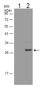 Immunoprecipitation - Anti-HMGB1 antibody - N-terminal (AB228624)