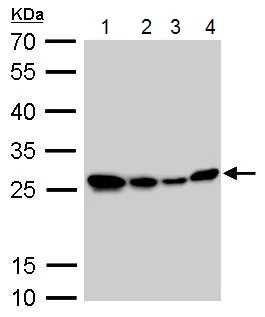 Western blot - Anti-HMGB1 antibody - N-terminal (AB228624)