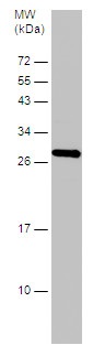 Western blot - Anti-HMGB1 antibody - N-terminal (AB228624), expandable thumbnail