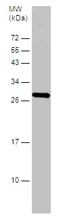 Western blot - Anti-HMGB1 antibody - N-terminal (AB228624)