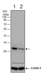 Western blot - Anti-HMGB1 antibody - N-terminal (AB228624), expandable thumbnail