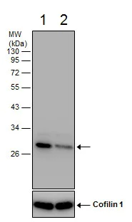 Western blot - Anti-HMGB1 antibody - N-terminal (AB228624)