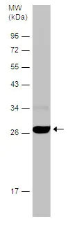 Western blot - Anti-HMGB1 antibody - N-terminal (AB228624)