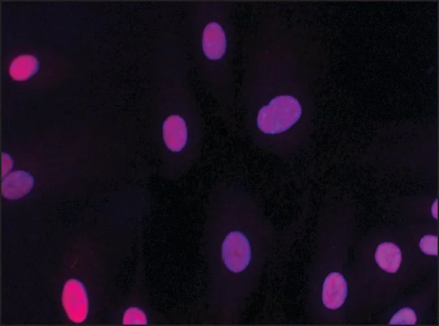 Immunocytochemistry - Anti-HMGB2 antibody (AB67282)