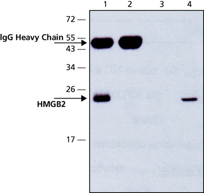 Immunoprecipitation - Anti-HMGB2 antibody (AB67282)