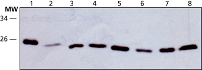 Western blot - Anti-HMGB2 antibody (AB67282)