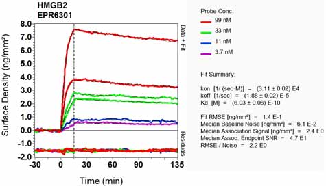OI-RD Scanning - Anti-HMGB2 antibody [EPR6301] (ab124670), expandable thumbnail