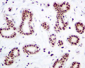 Immunohistochemistry (Formalin/PFA-fixed paraffin-embedded sections) - Anti-HMGB2 antibody [EPR6301] - BSA and Azide free (AB239992)