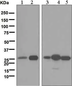 Western blot - Anti-HMGB2 antibody [EPR6302] (AB133540)
