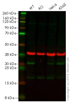 Western blot - Anti-HMGB2 antibody [EPR6302] - BSA and Azide free (AB248543)