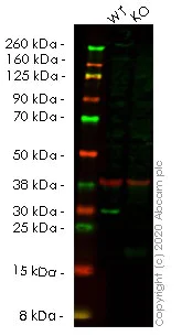 Western blot - Anti-HMGB2 antibody [EPR6302] - BSA and Azide free (AB248543)