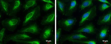 Immunocytochemistry/ Immunofluorescence - Anti-HMGCL antibody (AB97293)