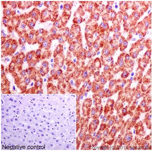 Immunohistochemistry (Formalin/PFA-fixed paraffin-embedded sections) - Anti-HMGCL antibody [EPR15551] (AB197022), expandable thumbnail