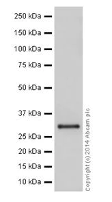 Western blot - Anti-HMGCL antibody [EPR15551] (AB197022)