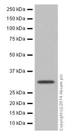 Western blot - Anti-HMGCL antibody [EPR15551] (AB197022)