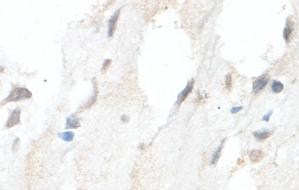 Immunohistochemistry (Formalin/PFA-fixed paraffin-embedded sections) - Anti-HMGCLL1 antibody (AB101576)