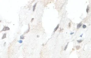Immunohistochemistry (Formalin/PFA-fixed paraffin-embedded sections) - Anti-HMGCLL1 antibody (AB101576)