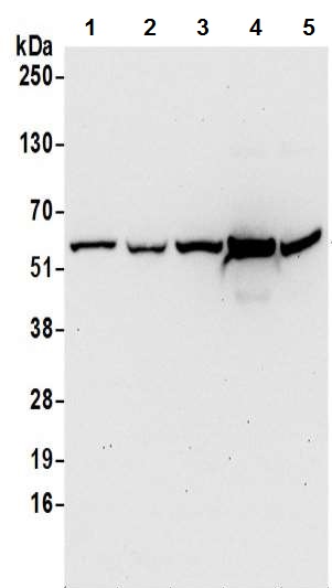 Western blot - Anti-HMGCS1 antibody - C-terminal (AB194971), expandable thumbnail