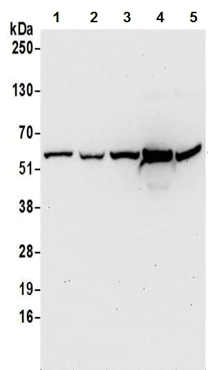 Western blot - Anti-HMGCS1 antibody - C-terminal (AB194971)