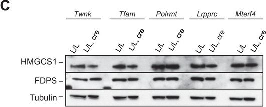 Western blot - Anti-HMGCS1 antibody - C-terminal (AB194971), expandable thumbnail