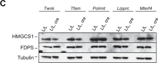 Western blot - Anti-HMGCS1 antibody - C-terminal (AB194971)