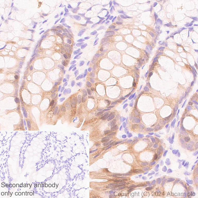 Immunohistochemistry (Formalin/PFA-fixed paraffin-embedded sections) - Anti-HMGCS1 antibody [EPR29166-11] (AB317626)