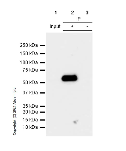 Immunoprecipitation - Anti-HMGCS1 antibody [EPR29166-11] (AB317626)