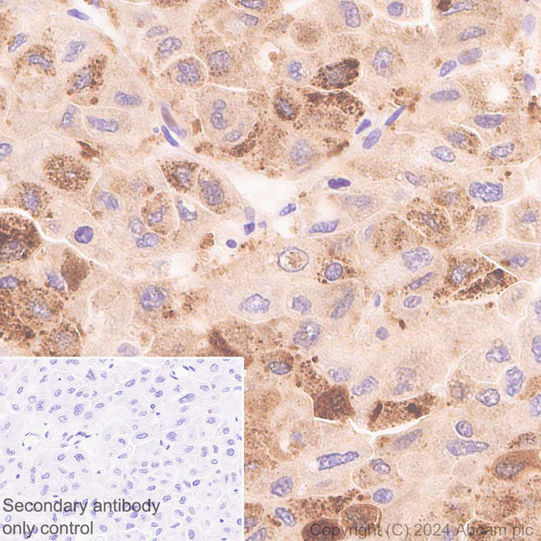 Immunohistochemistry (Formalin/PFA-fixed paraffin-embedded sections) - Anti-HMGCS1 antibody [EPR29166-11] - BSA and Azide free (AB317627)