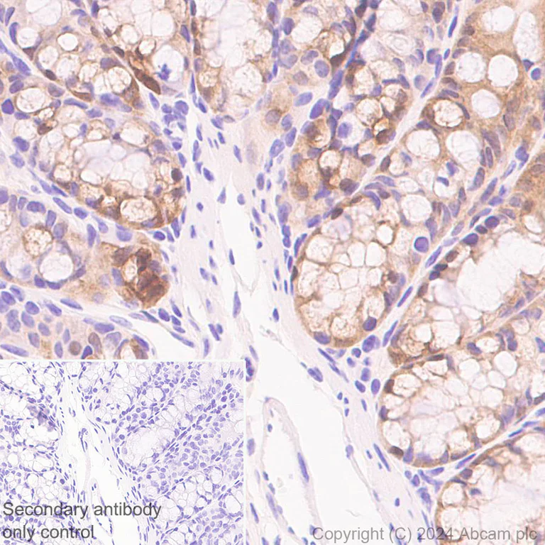 Immunohistochemistry (Formalin/PFA-fixed paraffin-embedded sections) - Anti-HMGCS1 antibody [EPR29166-11] - BSA and Azide free (AB317627)