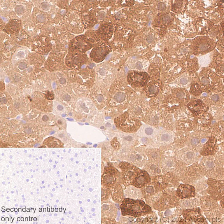 Immunohistochemistry (Formalin/PFA-fixed paraffin-embedded sections) - Anti-HMGCS1 antibody [EPR29166-11] - BSA and Azide free (AB317627)