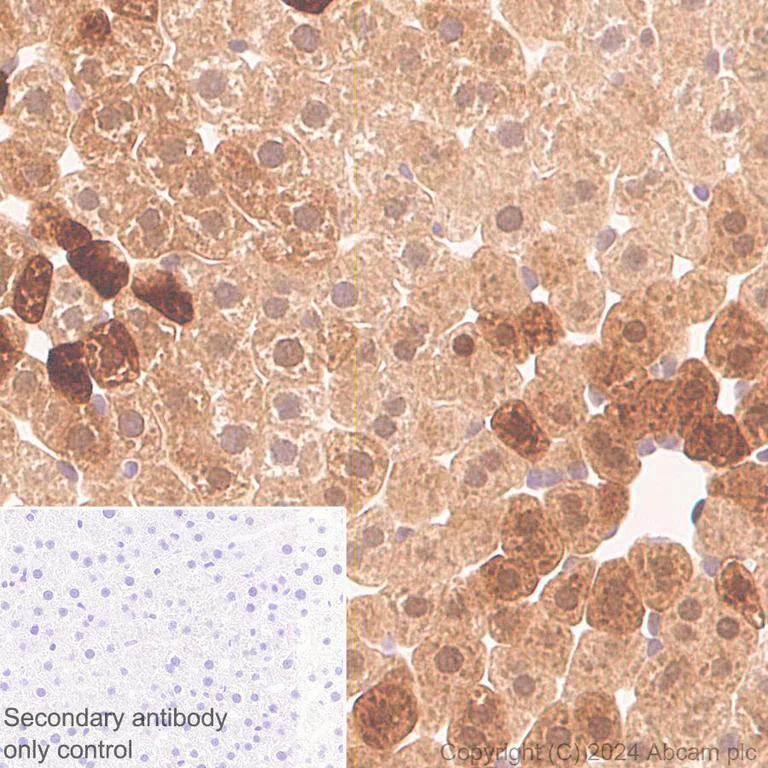 Immunohistochemistry (Formalin/PFA-fixed paraffin-embedded sections) - Anti-HMGCS1 antibody [EPR29166-11] - BSA and Azide free (AB317627)