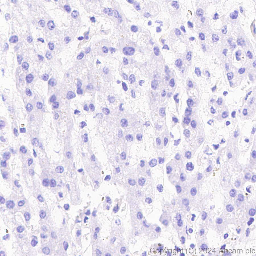 Immunohistochemistry (Formalin/PFA-fixed paraffin-embedded sections) - Anti-HMGCS1 antibody [EPR29166-11] - BSA and Azide free (AB317627)