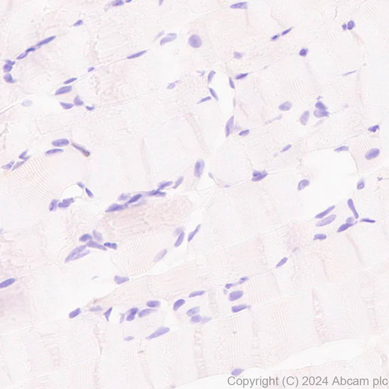Immunohistochemistry (Formalin/PFA-fixed paraffin-embedded sections) - Anti-HMGCS1 antibody [EPR29166-11] - BSA and Azide free (AB317627)