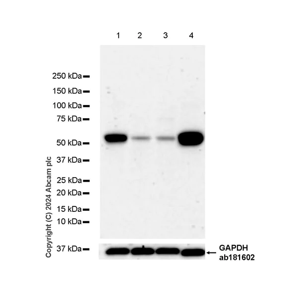 Western blot - Anti-HMGCS1 antibody [EPR29166-11] - BSA and Azide free (AB317627)