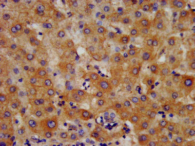 Immunohistochemistry (Formalin/PFA-fixed paraffin-embedded sections) - Anti-HMGCS2 antibody (AB236667)