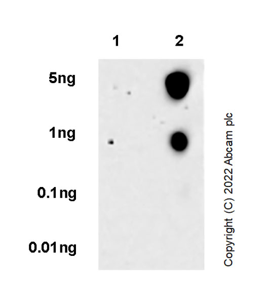 Dot Blot - Anti-HMGCS2 antibody [EPR26978-39] (AB305227), expandable thumbnail