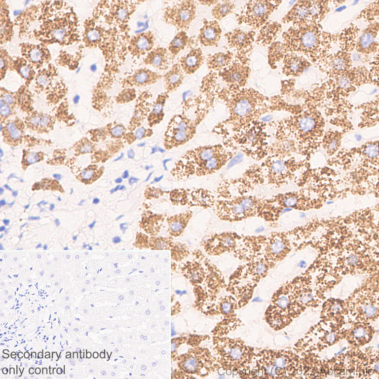 Immunohistochemistry (Formalin/PFA-fixed paraffin-embedded sections) - Anti-HMGCS2 antibody [EPR26978-39] (AB305227)