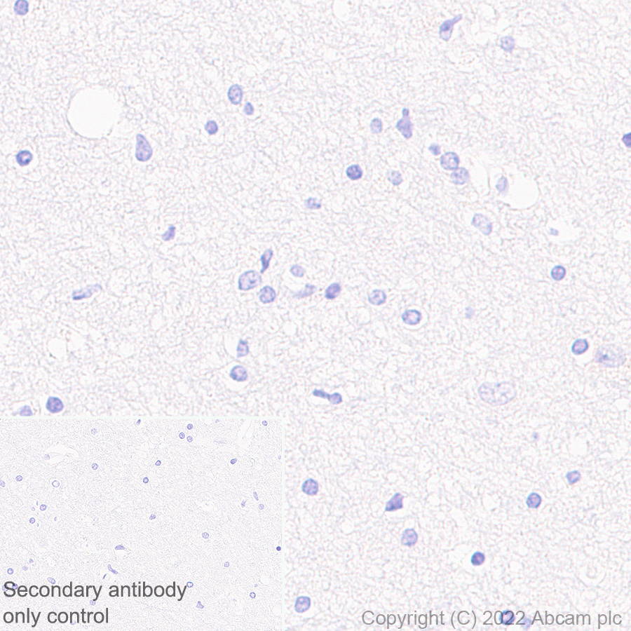 Immunohistochemistry (Formalin/PFA-fixed paraffin-embedded sections) - Anti-HMGCS2 antibody [EPR26978-39] (AB305227), expandable thumbnail