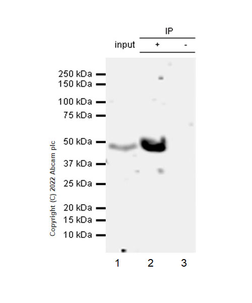 Immunoprecipitation - Anti-HMGCS2 antibody [EPR26978-39] (ab305227), expandable thumbnail