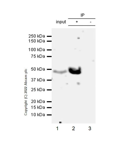 Immunoprecipitation - Anti-HMGCS2 antibody [EPR26978-39] (AB305227)
