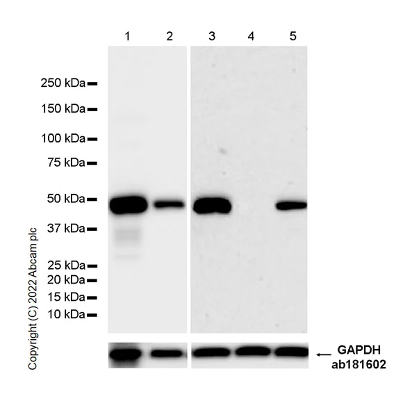 Western blot - Anti-HMGCS2 antibody [EPR26978-39] (AB305227)