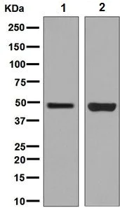 Western blot - Anti-HMGCS2 antibody [EPR8642] (AB137043)