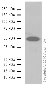 Western blot - Anti-HMGCS2 antibody [EPR8642] (AB137043)