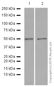 Western blot - Anti-HMGCS2 antibody [EPR8642] (AB137043)