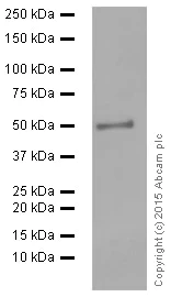 Western blot - Anti-HMGCS2 antibody [EPR8642] (AB137043)